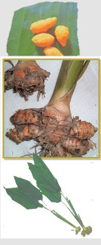 Turmeric Plant and Roots